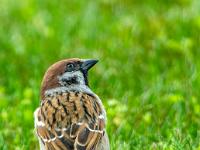 Haussperling Männchen